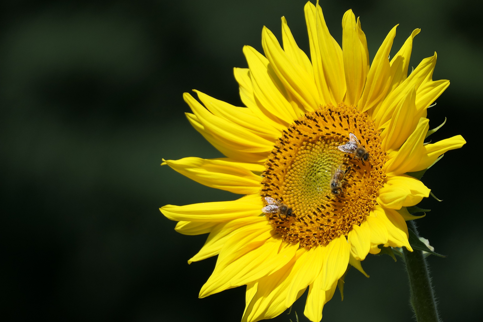 Die schöne Zeit der Sonnenblumenblüte . . .