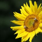 Die schöne Zeit der Sonnenblumenblüte . . .