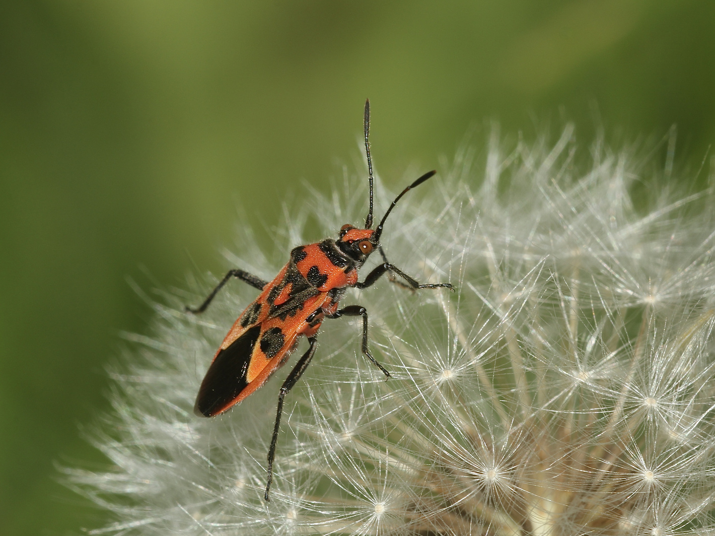 Die schöne, zur Familie Rhopalidae gehörende Zimtwanze (Corizus hyoscyami) ...