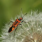 Die schöne, zur Familie Rhopalidae gehörende Zimtwanze (Corizus hyoscyami) ...