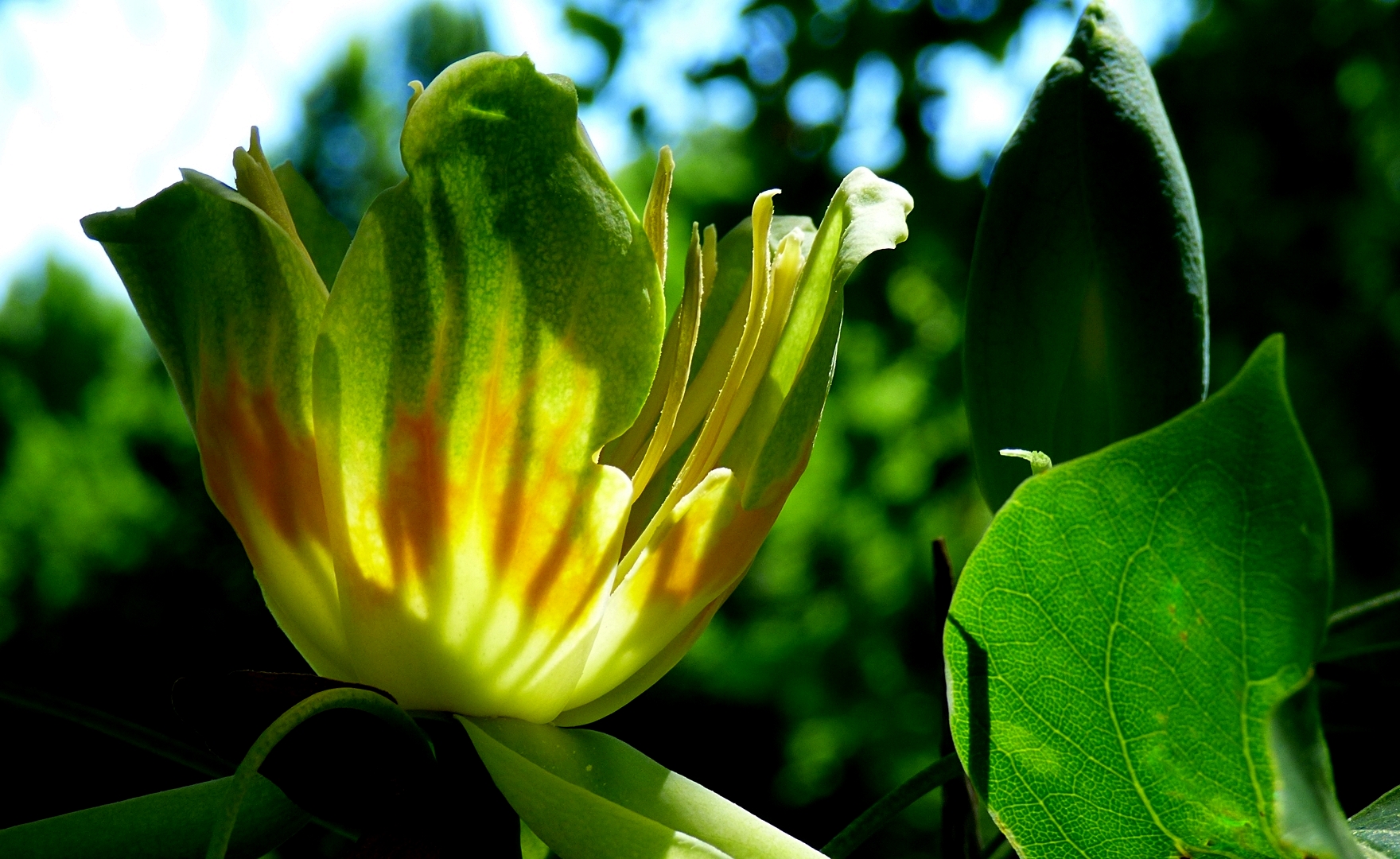 Die schönen Blüten . . .