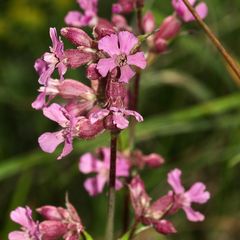 Die schönen Blüten der Pechnelke (Silene viscaria) ...