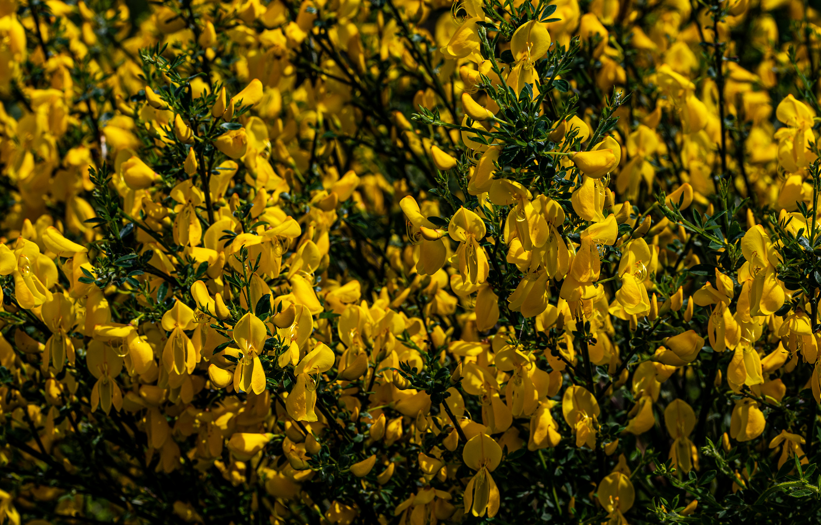 Die schönen Blüten des