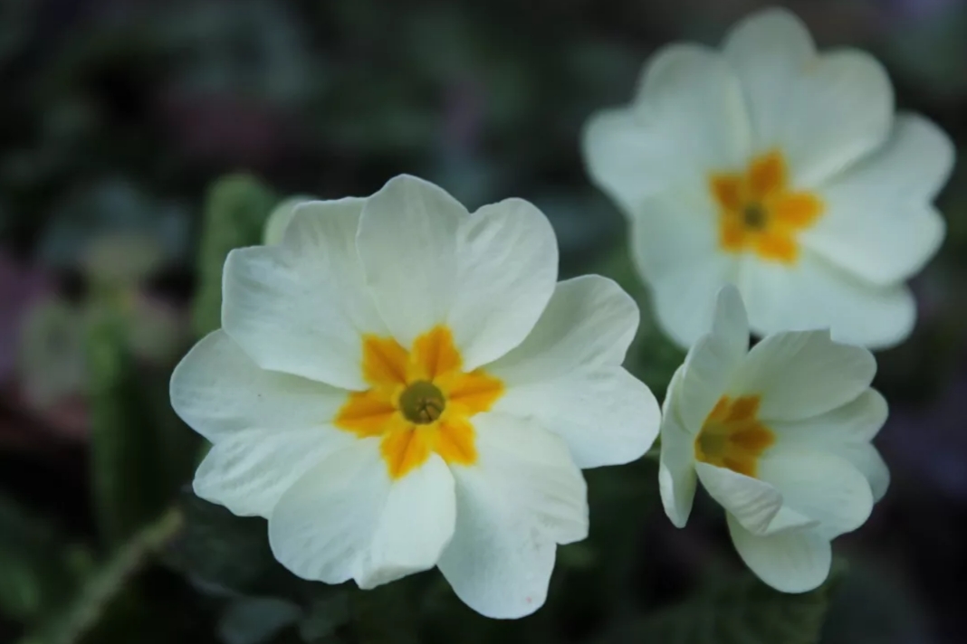 Die schönen Blumen.