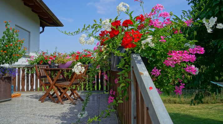 die schönen Blumen am Hauseingang
