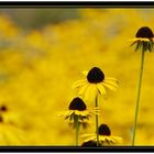 Die Schönen der Sonne ! (Helianthus)