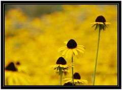 Die Schönen der Sonne ! (Helianthus)