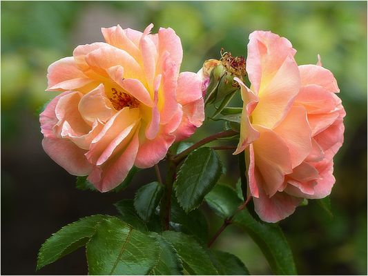 Die Schönen des Tages