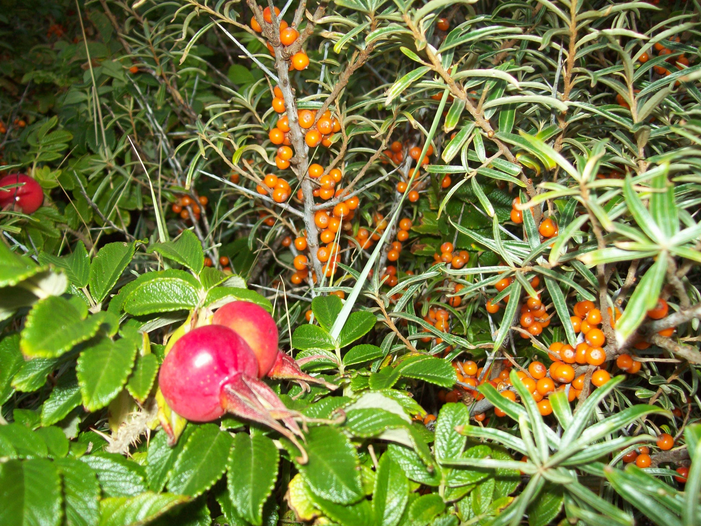 Die schönen Farben der Natur