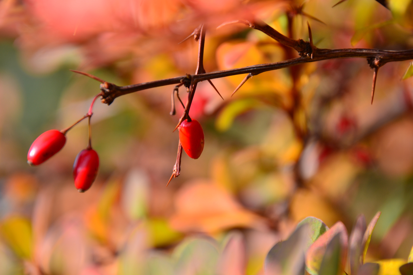 Die schönen Farben des Herbstes