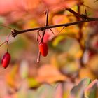 Die schönen Farben des Herbstes