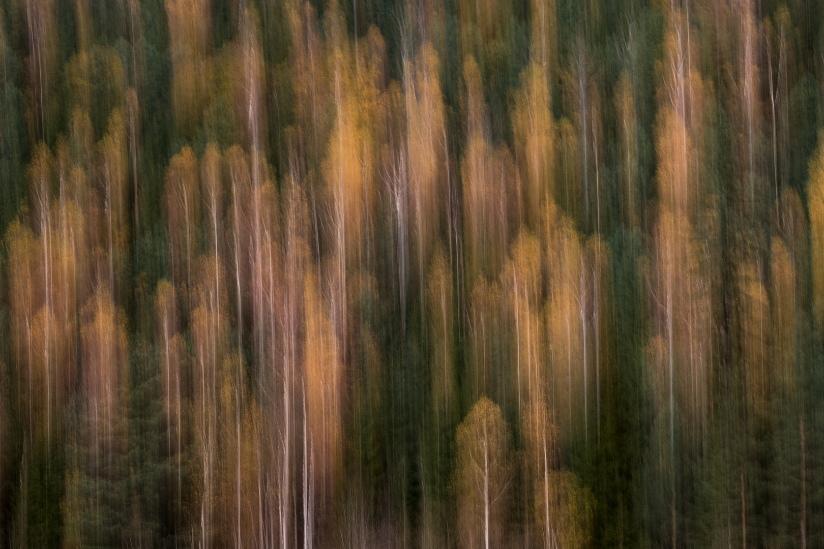 die schönen Farben des Herbstes im Wald.