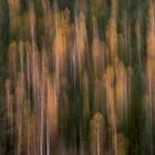 die schönen Farben des Herbstes im Wald.