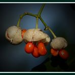 Die schönen Farben des Pfaffenhütchen