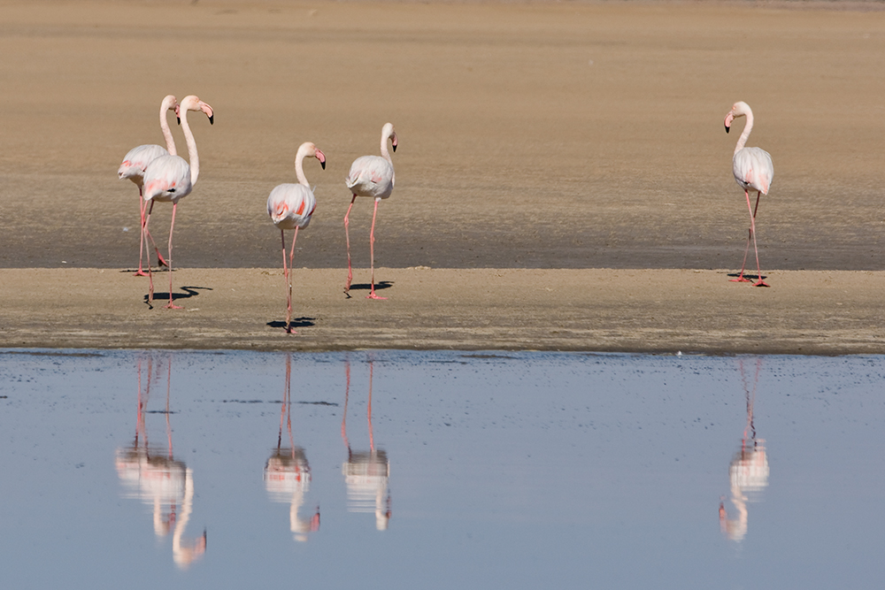 die schönen Flamingos