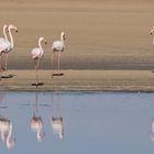 die schönen Flamingos