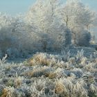 Die schönen Frostigen.