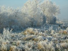 Die schönen Frostigen.