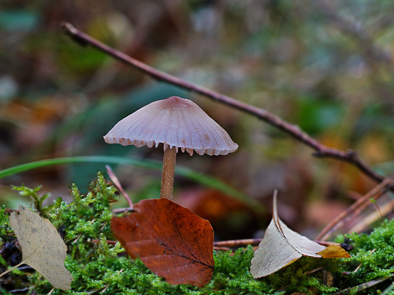 Die Schönen im Walde (3) ...