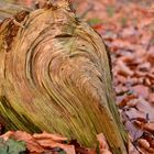 Die schönen Launen der Natur