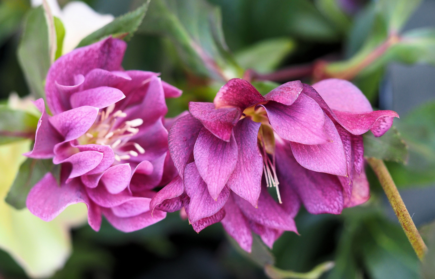 Die schönen Lenzrosen Foto & Bild fotos, natur, blume Bilder auf