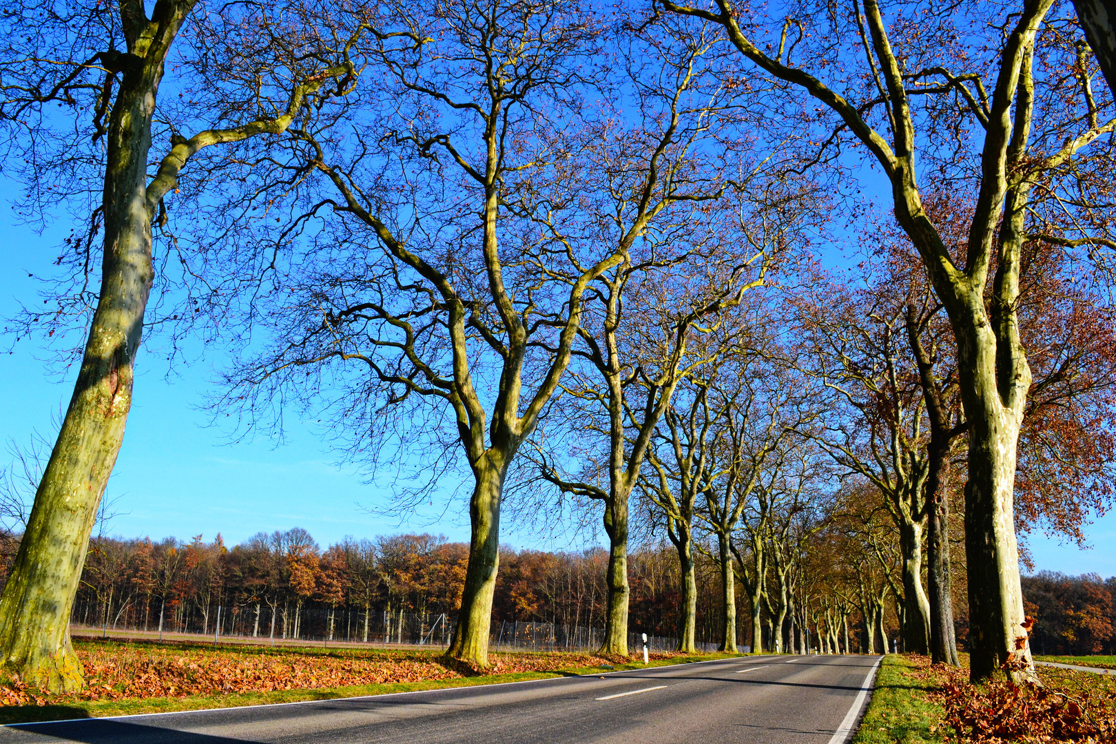 Die schönen Seiten des Herbstes...