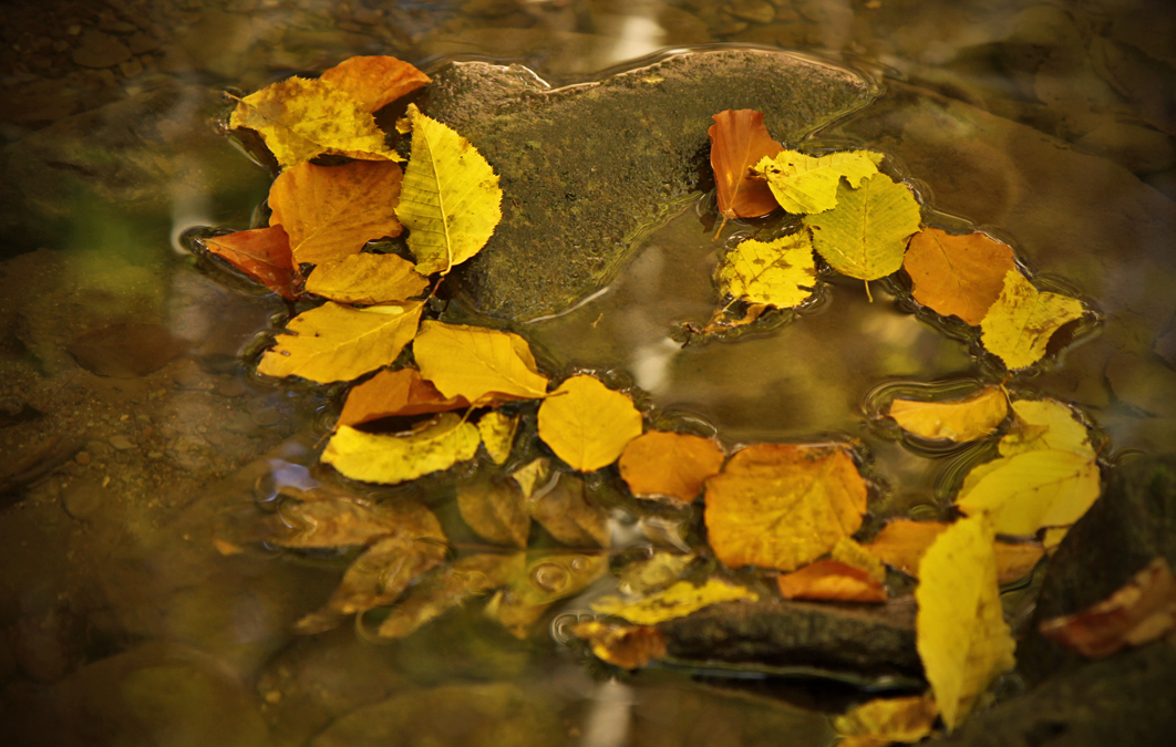 Die schönen Seiten des Herbstes