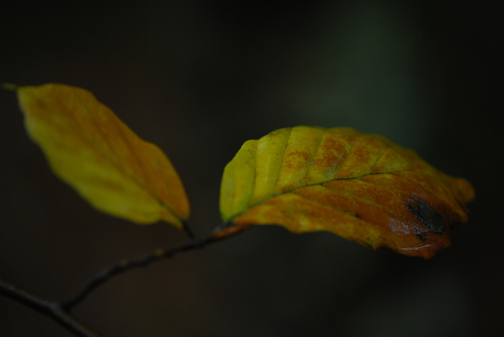 die schönen Seiten des Herbstes