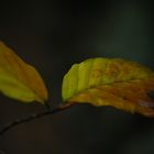 die schönen Seiten des Herbstes