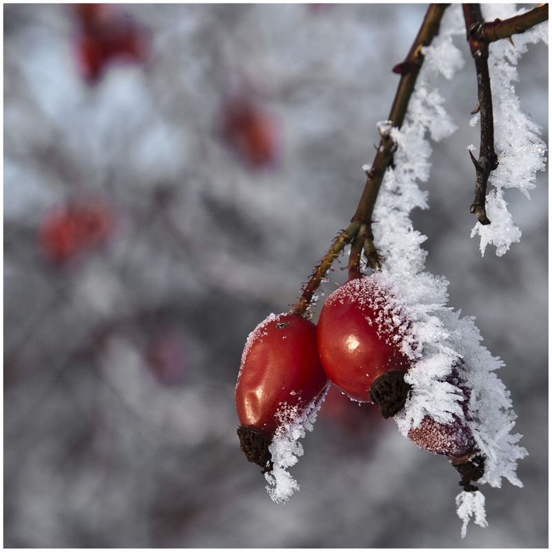 Die schönen Seiten des Winters