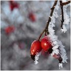 Die schönen Seiten des Winters