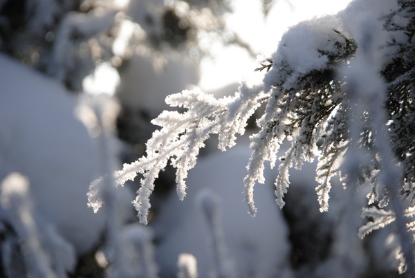 Die schönen Seiten eines Winters