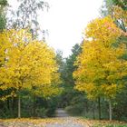 Die schönen Seiten im Herbst!