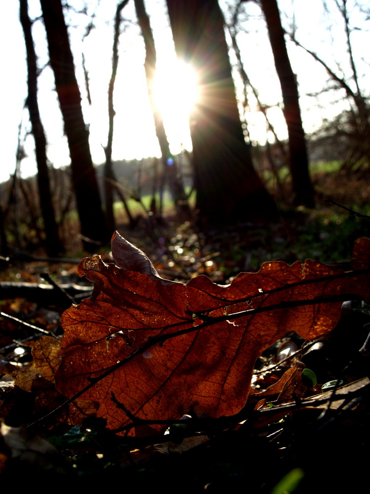 Die schönen Seiten vom Herbst