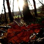 Die schönen Seiten vom Herbst