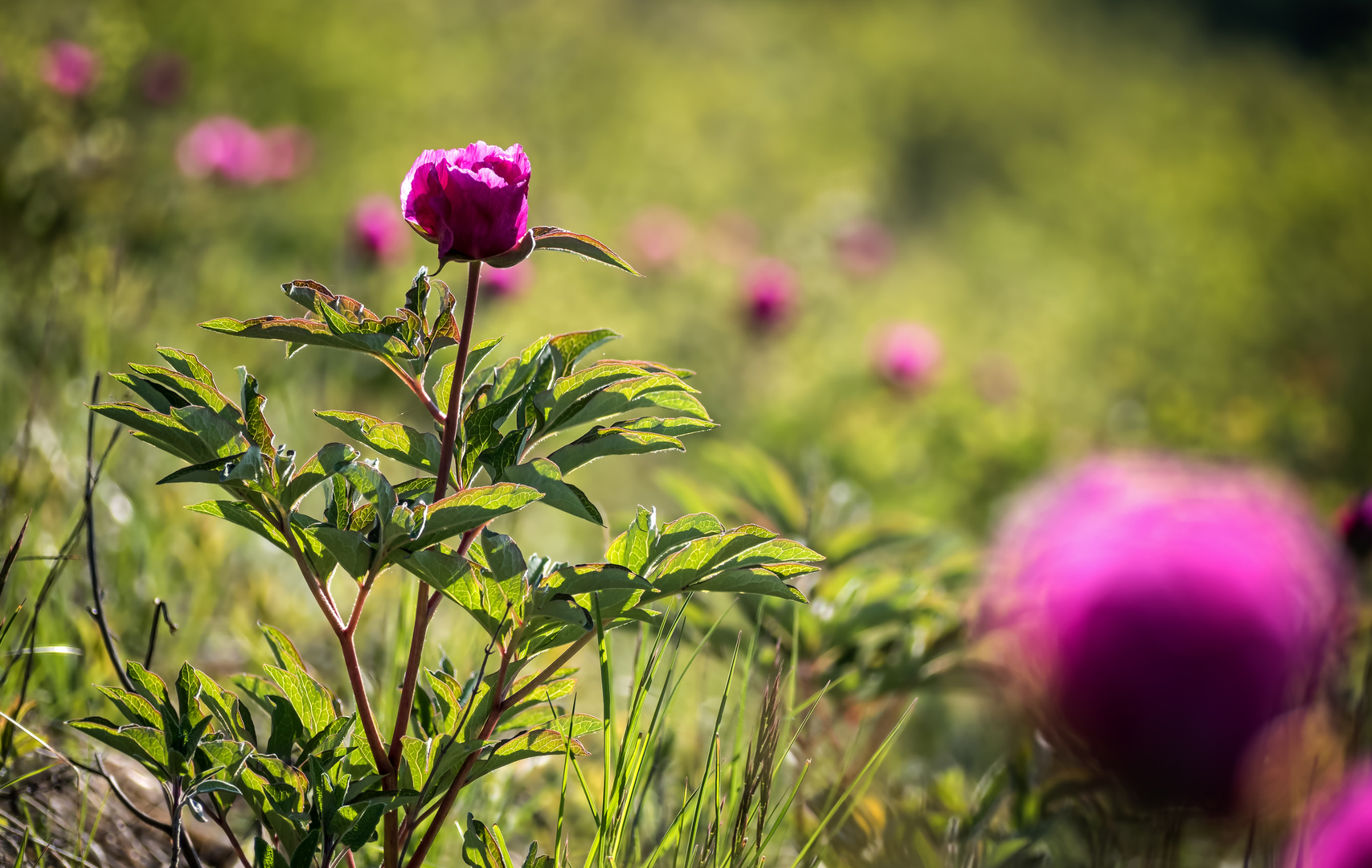 Die schönen Violetten