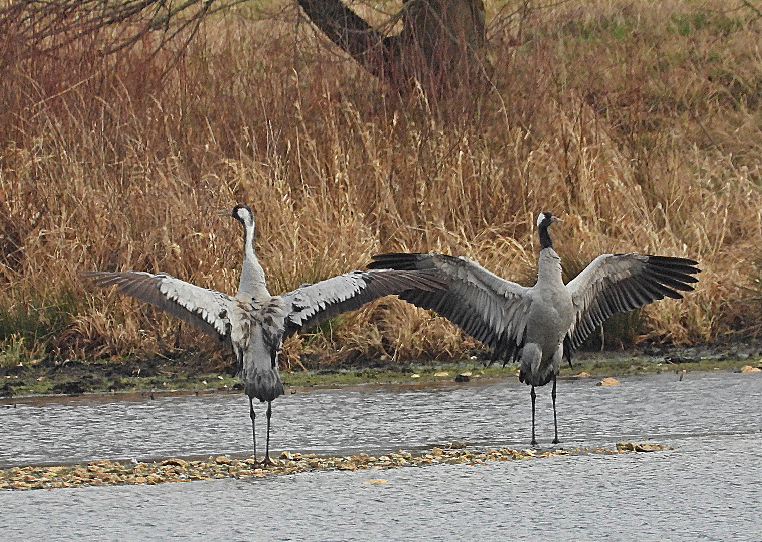 Die schönen Vögel des Glücks!