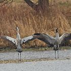 Die schönen Vögel des Glücks!