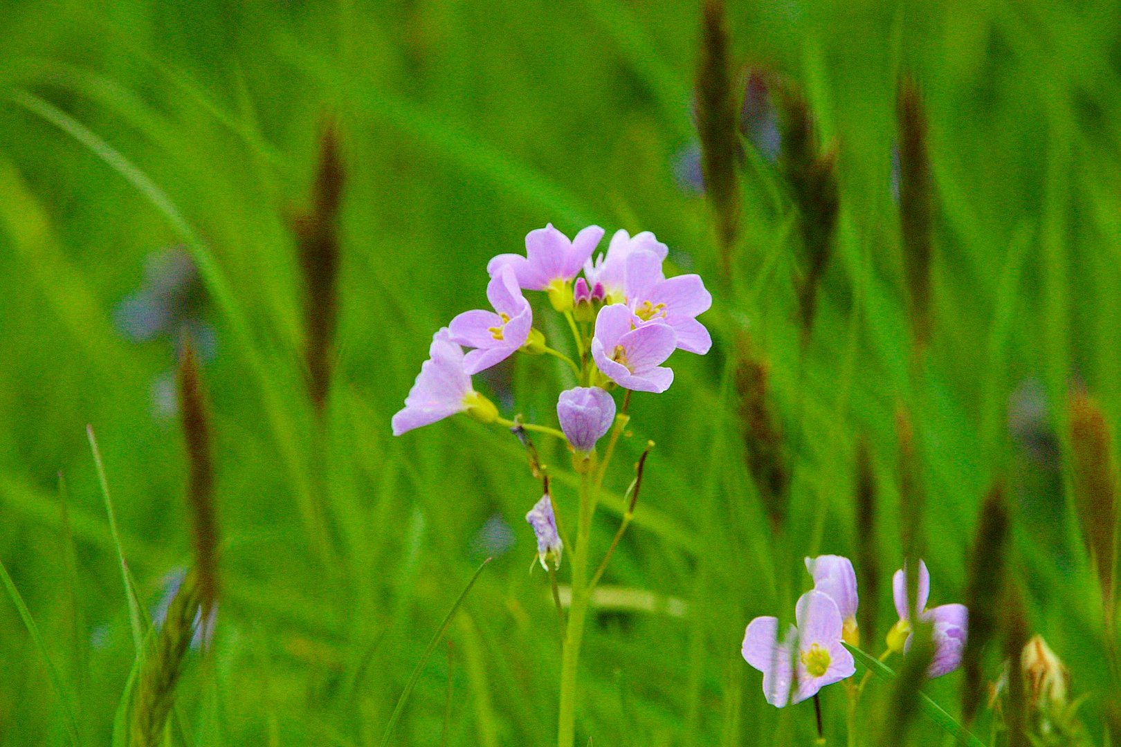 Die schönen Wiesen-Schaumkraut Blumen...