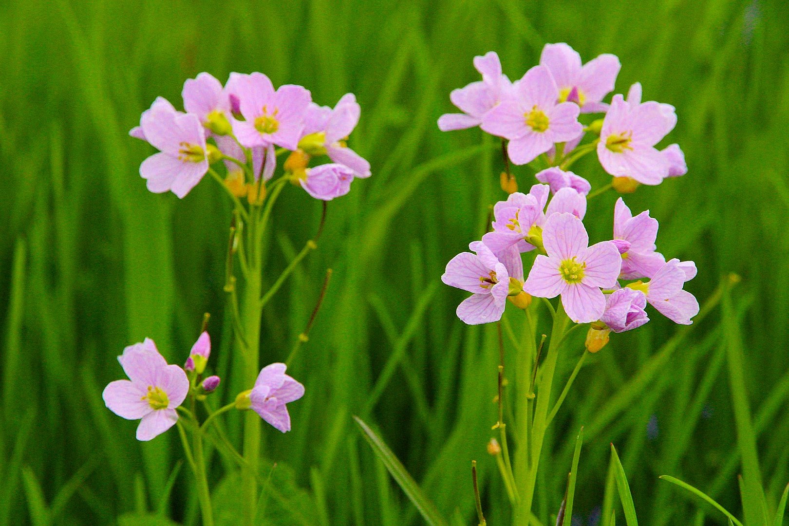 Die schönen Wiesen-Schaumkraut Blumen...