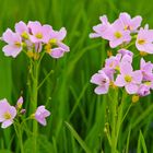 Die schönen Wiesen-Schaumkraut Blumen...