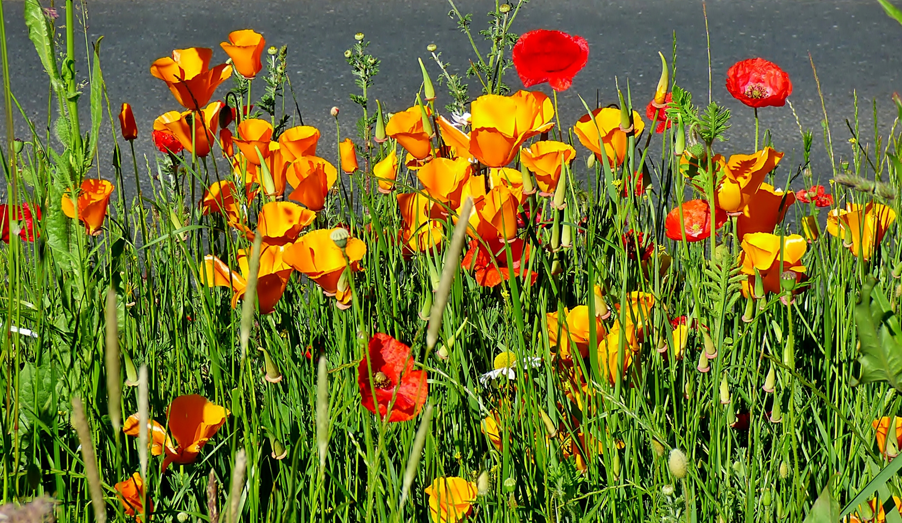 Die schönen Wildblumen . . .