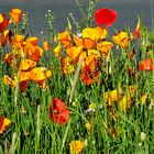 Die schönen Wildblumen . . .