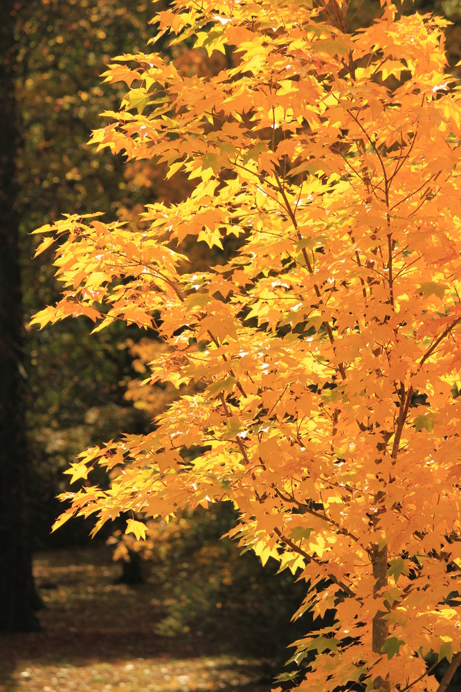 Die schönere Seite des Herbstes - golden wie man es liebt