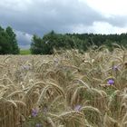 Die schönesten Blumen blühen oft im Verborgenen