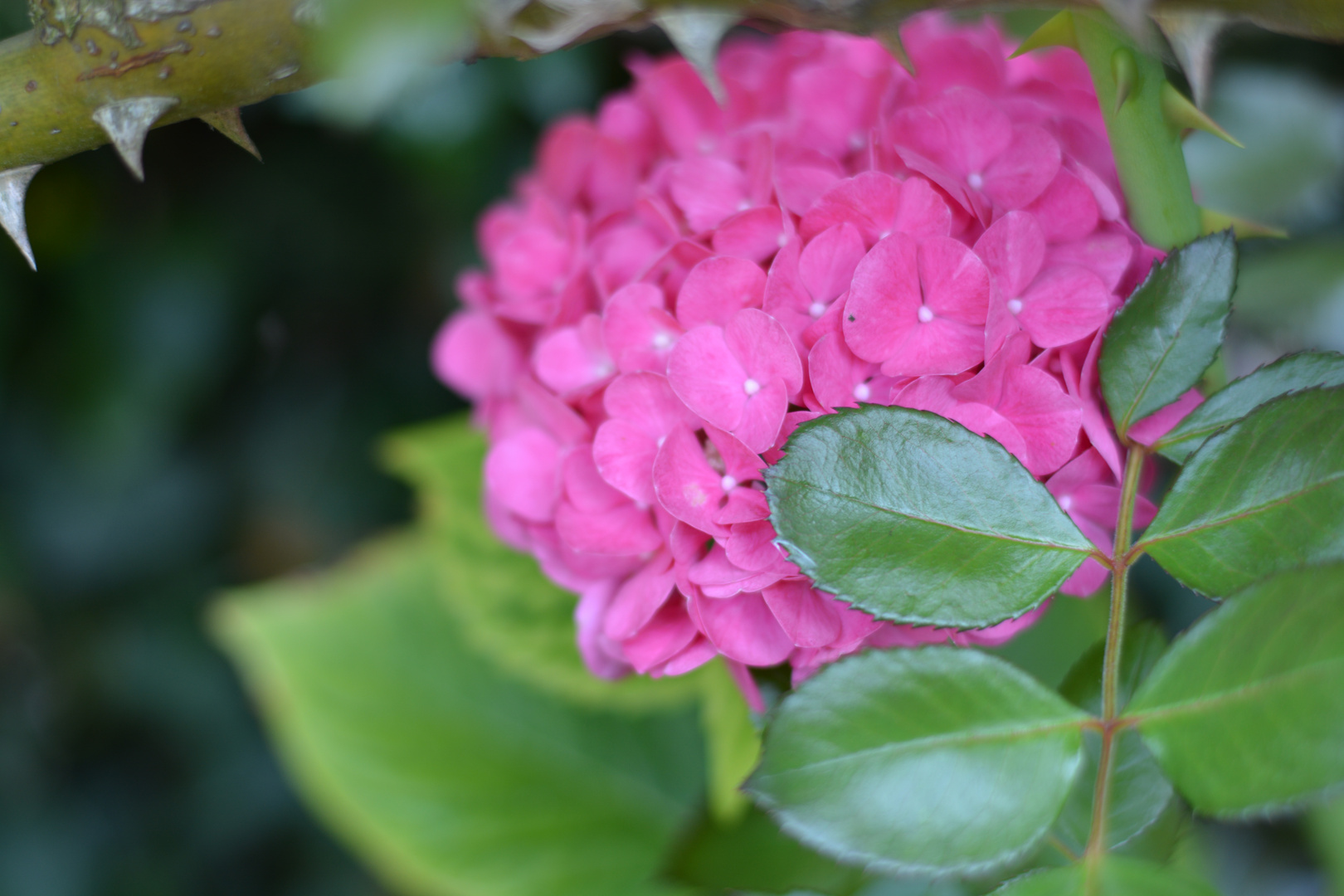 die Schönheit aus meinem Garten