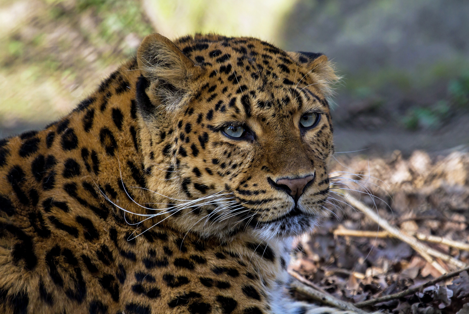 die "Schönheit" Chinesischer Leopard