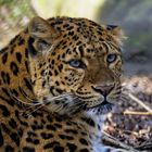 die "Schönheit" Chinesischer Leopard