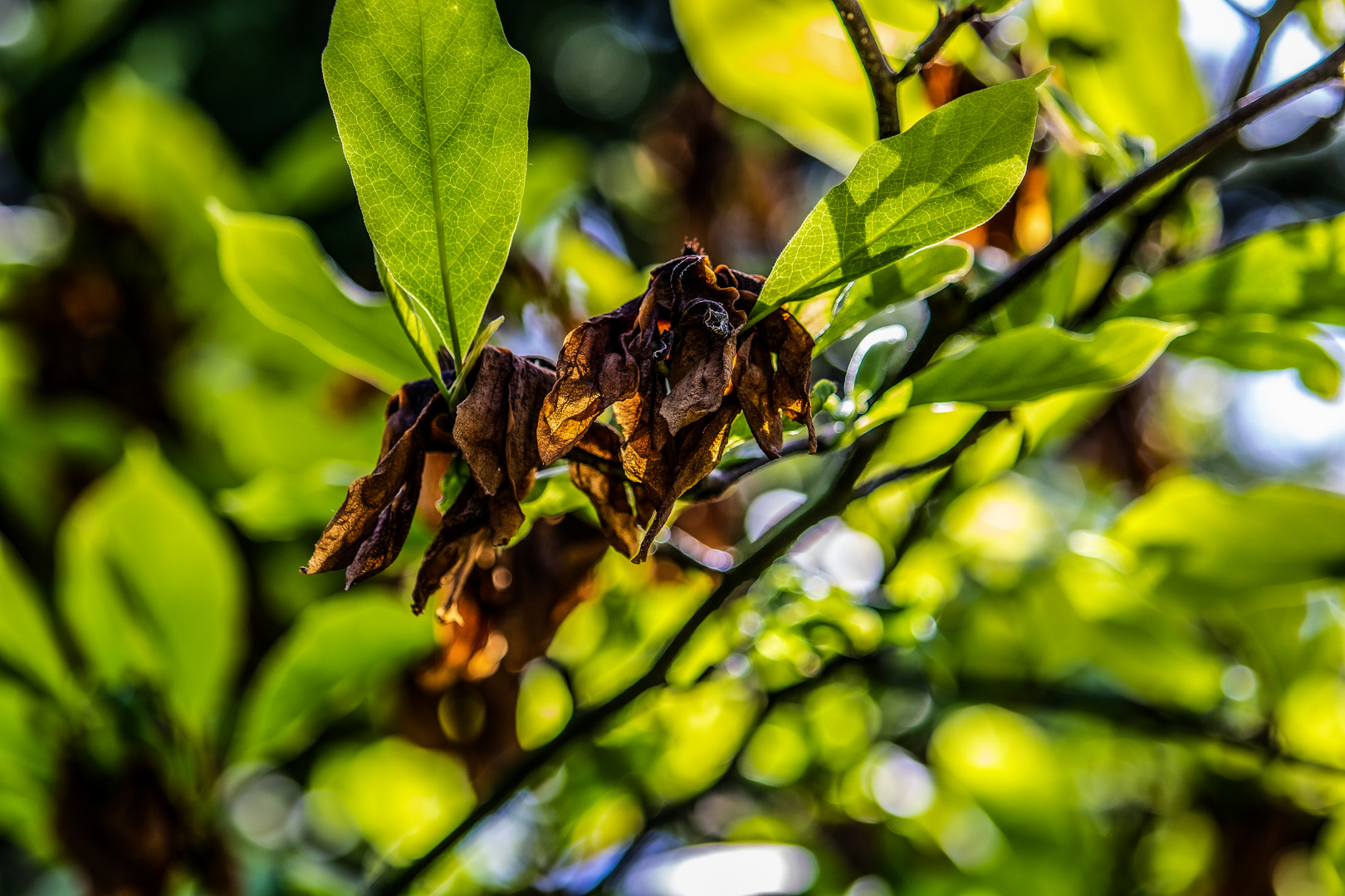 Die Schönheit der Blüte vergeht...