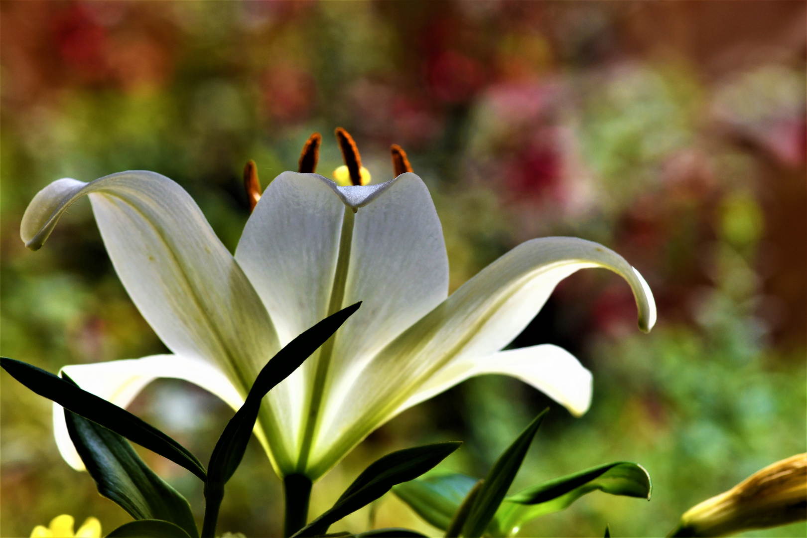 Die Schoenheit der Blumen...